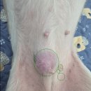 24시 이오동물병원 이미지