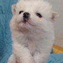 태어난지 한달 반된 아기 강아지 흰색2마리 남아 분양합니다★ 이미지