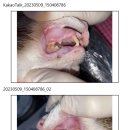 CH동물병원 이미지