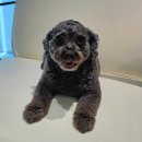 사랑둥이 퉁퉁이🤗 이미지