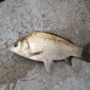 감악산낚시터 이미지