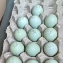 조류독감 유입 경로 및 요즘 반드시 지켜야 할 기본 수칙 이미지