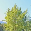 진선미감자탕 이미지