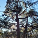 1457 | 《왕과 사는 남자》 장항준 감독, 유해진, 박지훈 / 1457년 청령포, 역사가 지우려 했던 이야기