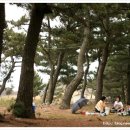 장사해수욕장(솔밭) 이미지