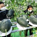 서형호농장 이미지