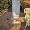 킹카당구장 | 제주 동쪽 구좌 가볼만한 귀여운 스누피가 잔뜩 있는 [ 스누피가든 ]