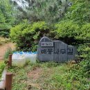 배롱나무길 이미지