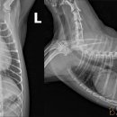 노원 바른 동물의료센터 이미지