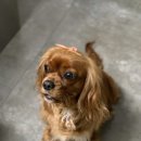 예쁘다 개 이미지