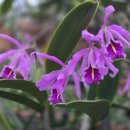 Cattleya maxima tipo(왜성종) (Natural World JC/AOS × self) 이미지