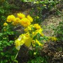 엄광산임도 이미지