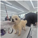 퍼피살롱 이미지