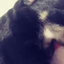 루스켄넬 이미지