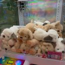 코코오락실 | 광주 전대후문 코코오락실 인형뽑기 리뷰! 이 인형 진짜 뽑힙니다