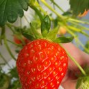 동방농장 이미지