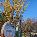 수밭골웰빙음식거리 이미지