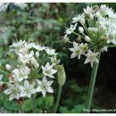 유니포리 이미지