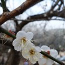 매화농장 이미지