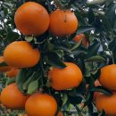 한밭농장 이미지