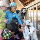 강원 염소 축산 이미지