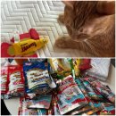 소쿠리파리 | [2026 궁팡 캣페스타] 관람 및 구매 후기, 성공템과 실패템 (쿨매트, 캣잎 , 대파 인형 등등)