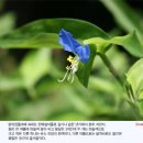 ◆달개비 꽃 사랑 - 닭의장풀 이미지