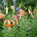 국시아지매 이미지