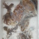 킹콩쭈꾸미 이미지