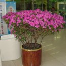 조이플라자 이미지