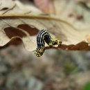 뾰족가지나방의 애벌레(나비목 자나방과) 이미지