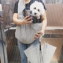 디엔씨펫 이미지