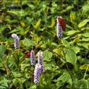 싸리재샘 이미지