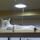 다락방고양이 이미지
