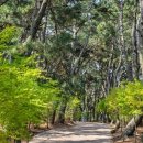 소나무숲 이미지