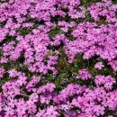 의령 덕교리 강씨고가 이미지