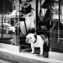 도시 강아지 이미지