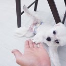 개도만족 이미지