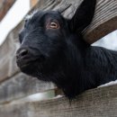 염소한마리 이미지