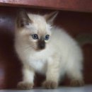 서울고양이분양 묘연 이미지