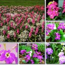 비단향꽃무 이미지