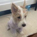 로제펫샵 이미지