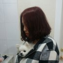 큐리애견 이미지