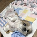 개취 애견간식 개수제간식 주문한 후기 두치가 좋아하는 개간식