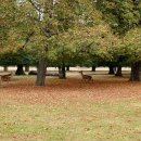 쉼터사슴 이미지