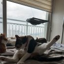 다다그루밍 이미지