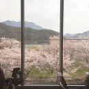 삼랑 | 경남 밀양 삼랑진 벚꽃뷰 낙동강역 근처 카페삼랑