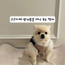 코코포토 - 안산시 상록구 송호5길 26 | [인테리어 액자 추천] 코코다찌 강아지 포토 앨범 탁상액자 사용 후기