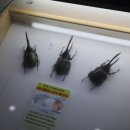 여주곤충박물관 이미지