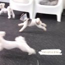 웬만해선 개들을 막을 수 없다 이미지